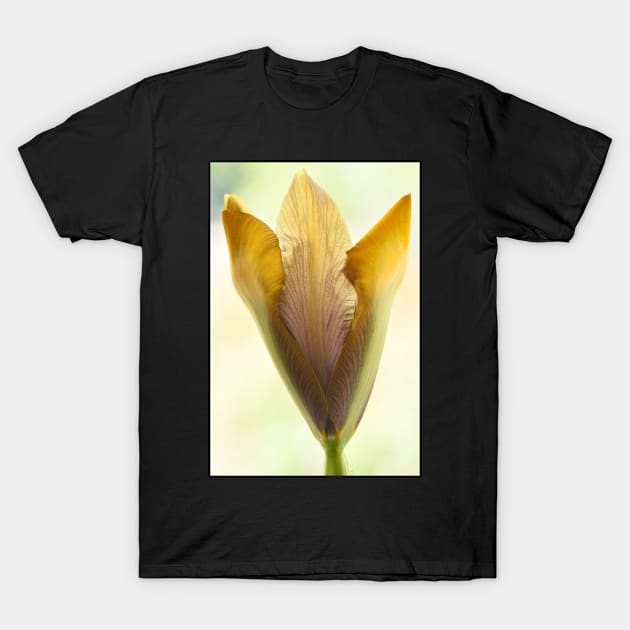 Iris  &#39;Bronze Perfection&#39;  Dutch iris T-Shirt by chrisburrows